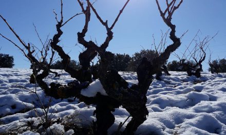 Nace la asociación Bodegas Viñas Viejas de Soria