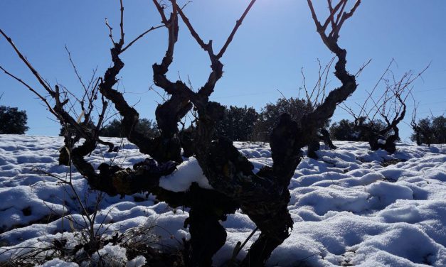 Nace la asociación Bodegas Viñas Viejas de Soria